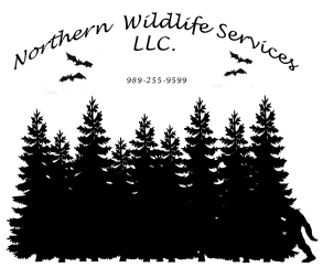 wildlife removal services